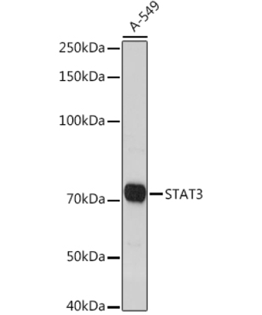 STAT3 Rabbit Polyclonal Antibody