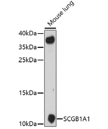 SCGB1A1 Rabbit Polyclonal Antibody