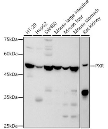 PXR Rabbit Polyclonal Antibody