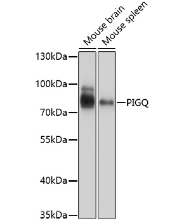 PIGQ Rabbit Polyclonal Antibody