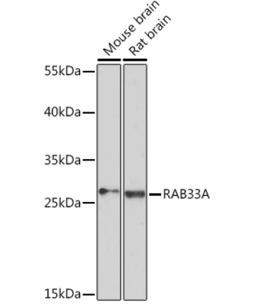 RAB33A Rabbit Polyclonal Antibody