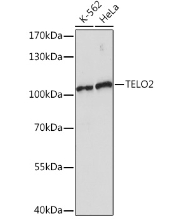 TELO2 Rabbit Polyclonal Antibody