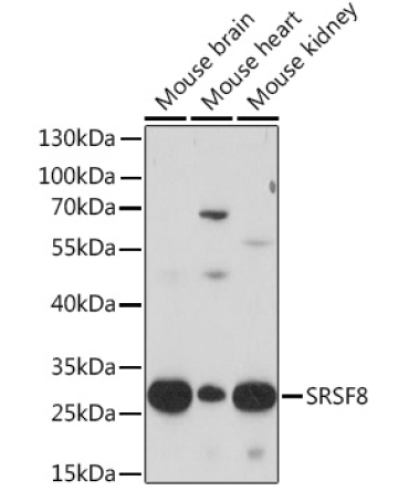 SRSF8 Rabbit Polyclonal Antibody