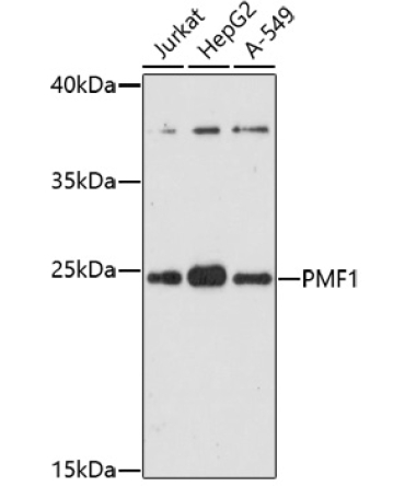 PMF1 Rabbit Polyclonal Antibody