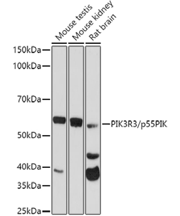 PIK3R3/p55PIK Rabbit Polyclonal Antibody