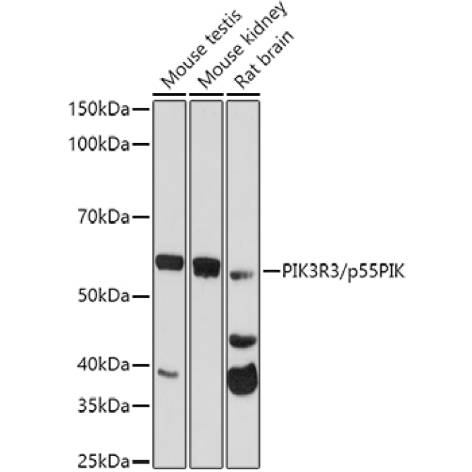 PIK3R3/p55PIK Rabbit Polyclonal Antibody