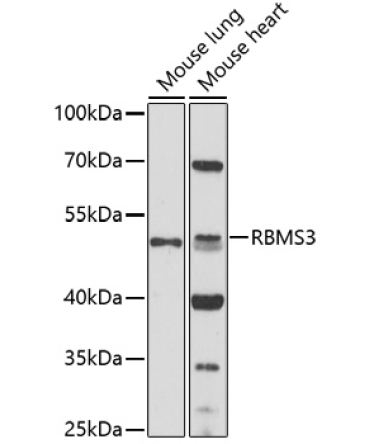 RBMS3 Rabbit Polyclonal Antibody