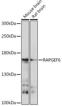 RAPGEF6 Rabbit Polyclonal Antibody