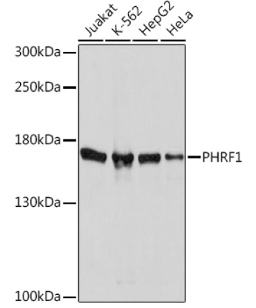 PHRF1 Rabbit Polyclonal Antibody