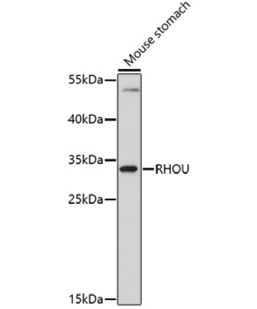 RHOU Rabbit Polyclonal Antibody