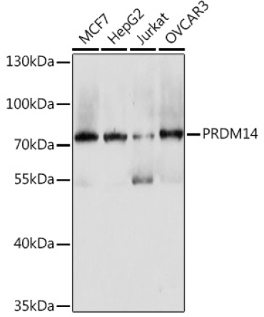 PRDM14 Rabbit Polyclonal Antibody