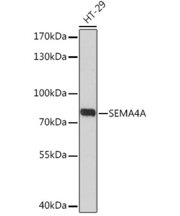 SEMA4A Rabbit Polyclonal Antibody