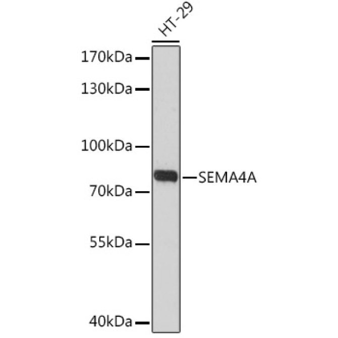SEMA4A Rabbit Polyclonal Antibody