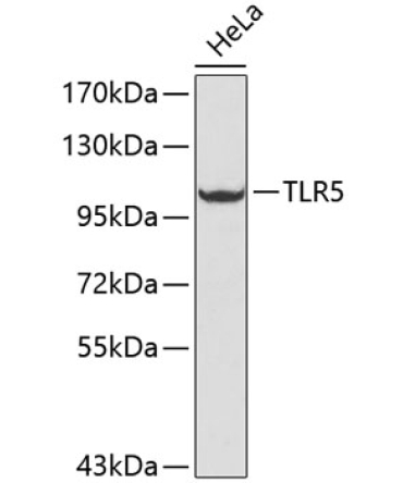 TLR5 Rabbit Polyclonal Antibody