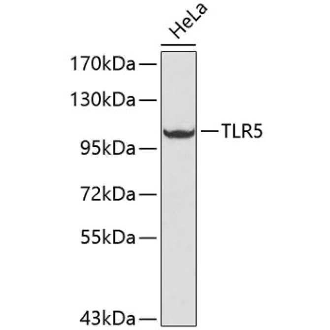 TLR5 Rabbit Polyclonal Antibody