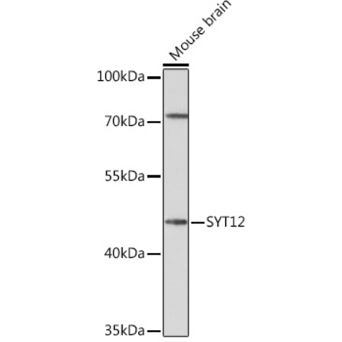 SYT12 Rabbit Polyclonal Antibody