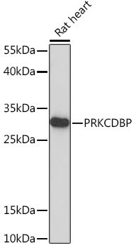 PRKCDBP Rabbit Polyclonal Antibody