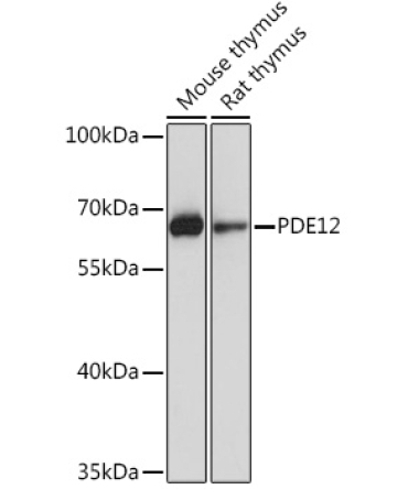 PDE12 Rabbit Polyclonal Antibody
