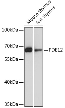 PDE12 Rabbit Polyclonal Antibody