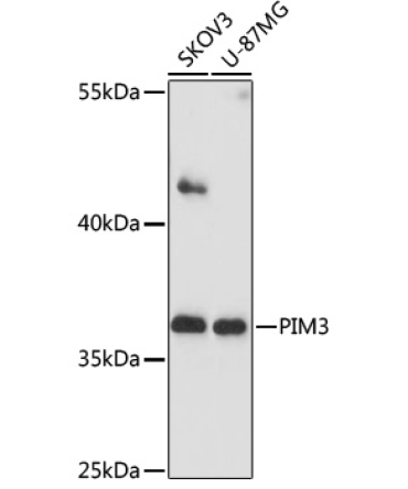 PIM3 Rabbit Polyclonal Antibody
