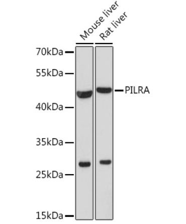 PILRA Rabbit Polyclonal Antibody