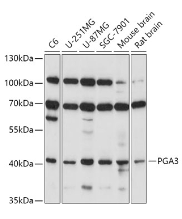 PGA3 Rabbit Polyclonal Antibody