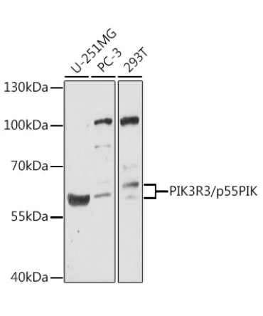 PIK3R3/p55PIK Rabbit Polyclonal Antibody