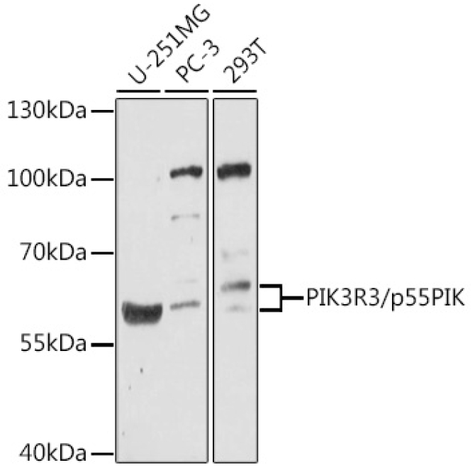 PIK3R3/p55PIK Rabbit Polyclonal Antibody
