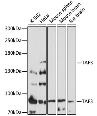 TAF3 Rabbit Polyclonal Antibody