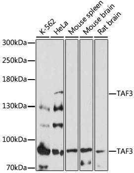 TAF3 Rabbit Polyclonal Antibody