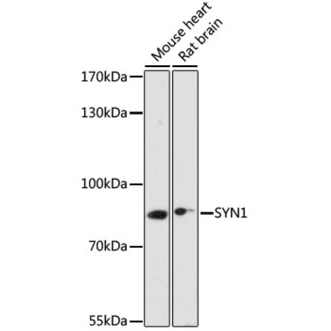 SYN1 Rabbit Polyclonal Antibody