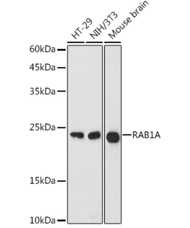 RAB1A Rabbit Polyclonal Antibody