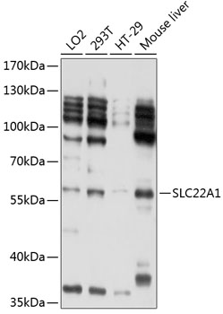 SLC22A1 Rabbit Polyclonal Antibody