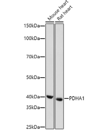 PDHA1 Rabbit Polyclonal Antibody