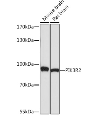 PI3 Kinase p85 beta Rabbit Polyclonal Antibody