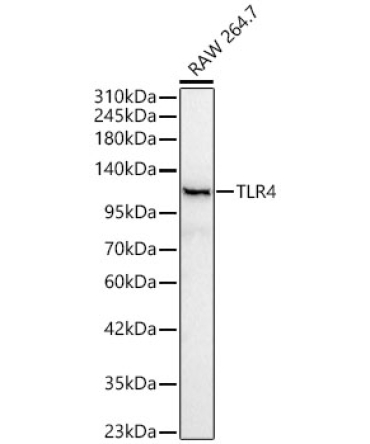 TLR4 Rabbit Polyclonal Antibody