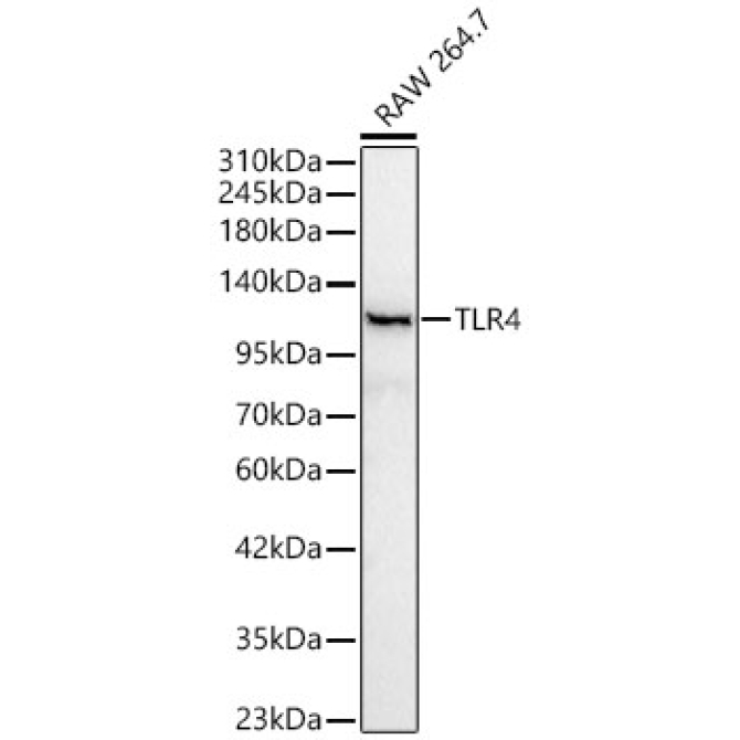 TLR4 Rabbit Polyclonal Antibody