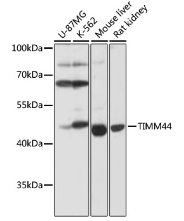 TIMM44 Rabbit Polyclonal Antibody