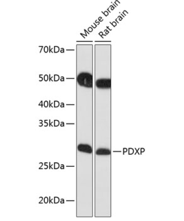 PDXP Rabbit Polyclonal Antibody