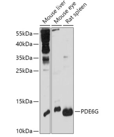 PDE6G Rabbit Polyclonal Antibody