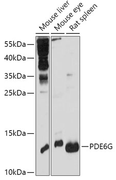 PDE6G Rabbit Polyclonal Antibody