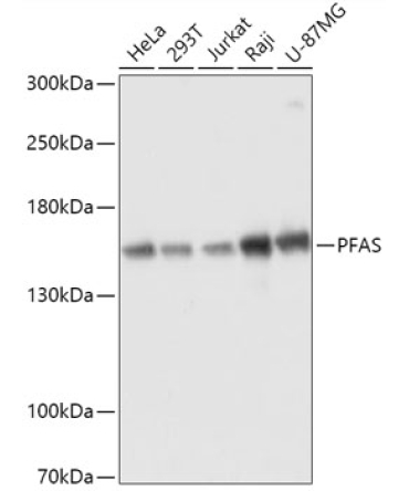PFAS Rabbit Polyclonal Antibody