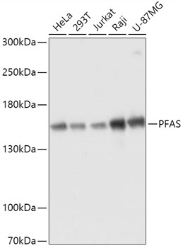 PFAS Rabbit Polyclonal Antibody