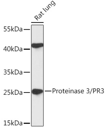 Proteinase 3/PR3 Rabbit Polyclonal Antibody