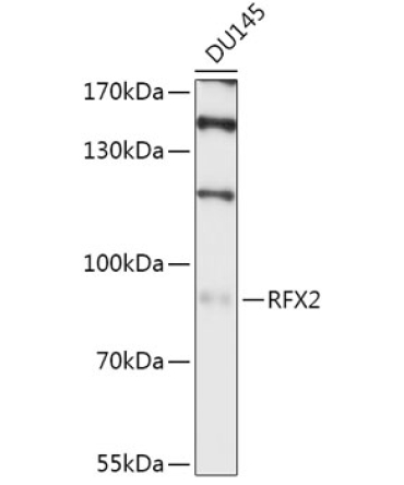 RFX2 Rabbit Polyclonal Antibody