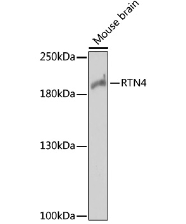 RTN4 Rabbit Polyclonal Antibody