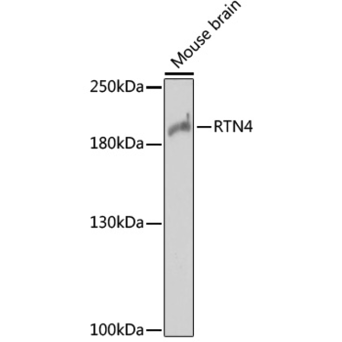 RTN4 Rabbit Polyclonal Antibody