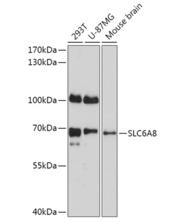 SLC6A8 Rabbit Polyclonal Antibody