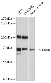 SLC6A8 Rabbit Polyclonal Antibody