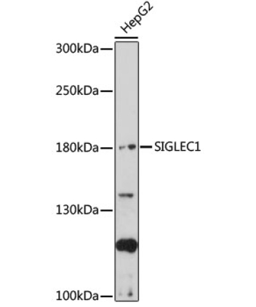 SIGLEC1 Rabbit Polyclonal Antibody